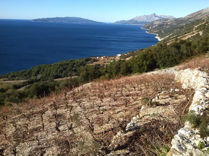 Steep Dingač vineyards overlooking the Adriatic on Pelješac